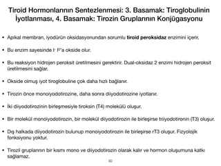 Tiroid Hormonlarının Sentezlenmesi: 3. Basamak: Tiroglobulinin
İyotlanması, 4. Basamak: Tirozin Gruplarının Konjügasyonu
• Apikal membran, iyodürün oksidasyonundan sorumlu tiroid peroksidaz enzimini içerir.
• Bu enzim sayesinde I- I0’a okside olur.
• Bu reaksiyon hidrojen peroksit üretilmesini gerektirir. Dual-oksidaz 2 enzimi hidrojen peroksit
üretilmesini sağlar.
• Okside olmuş iyot tiroglobuline çok daha hızlı bağlanır.
• Tirozin önce monoiyodotirozine, daha sonra diiyodotirozine iyotlanır.
• İki diiyodotirozinin birleşmesiyle tiroksin (T4) molekülü oluşur.
• Bir molekül monoiyodotirozin, bir molekül diiyodotirozin ile birleşirse triiyodotironin (T3) oluşur.
• Dış halkada diiyodotirozin bulunup monoiyodotirozin ile birleşirse rT3 oluşur. Fizyolojik
fonksiyonu yoktur.
• Tirozil gruplarının bir kısmı mono ve diiyodotirozin olarak kalır ve hormon oluşumuna katkı
sağlamaz.
92
 