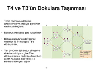 • Tiroid hormonları dokulara
girdiklerinde yine taşıyıcı proteinler
tarafından bağlanır.
• Dokunun ihtiyacına göre kullanılırlar.
• Dokularda bulunan deiyodinaz
enzimleri ile T4 yavaşça T3’e
dönüştürülür.
• Yarı ömrünün daha uzun olması ve
dokularda ihtiyaca göre T3’e
dönüştürülmesi nedeniyle tiroid bezi
alınan hastalara oral yol ile T4
hormonu takviyesi yapılır.
T4 ve T3’ün Dokulara Taşınması
96
 