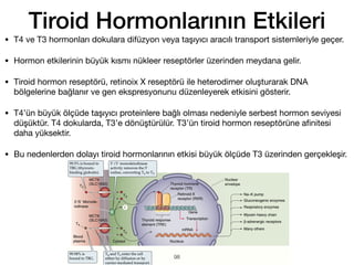 Tiroid Hormonlarının Etkileri
• T4 ve T3 hormonları dokulara difüzyon veya taşıyıcı aracılı transport sistemleriyle geçer.
• Hormon etkilerinin büyük kısmı nükleer reseptörler üzerinden meydana gelir.
• Tiroid hormon reseptörü, retinoix X reseptörü ile heterodimer oluşturarak DNA
bölgelerine bağlanır ve gen ekspresyonunu düzenleyerek etkisini gösterir.
• T4’ün büyük ölçüde taşıyıcı proteinlere bağlı olması nedeniyle serbest hormon seviyesi
düşüktür. T4 dokularda, T3’e dönüştürülür. T3’ün tiroid hormon reseptörüne a
fi
nitesi
daha yüksektir.
• Bu nedenlerden dolayı tiroid hormonlarının etkisi büyük ölçüde T3 üzerinden gerçekleşir.
98
 