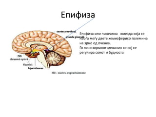 Епифиза
• Епифиза или пинеална жлезда која се
наоѓа меѓу двете хемисферисо големина
на зрно од пченка.
Го лачи хормоот меланин со кој се
регулира сонот и будноста
 