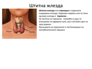 Штитна жлезда
Штитна жлезда или тироидна е најмалата
ендокрина жлезда. Најважен хормон што се лачи
од оваа жлезда е тироксин .
За синтеза на тироксин потребен е јод ( го
внесуваме со јодирана сол), кој е состевен дел на
овој хормон.
Функцијата на тироксинот е поттикнување на
метаболитичките процеси
 