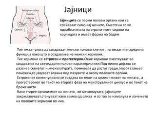 Јајници
Тие имаат улога да создаваат женски полови клетки , но имаат и ендокрина
функција како што е создавање на женски хормони.
Тие хормони се естроген и прогестерон.Овие хормони учествуваат во
создавање на секундарни полови карактеристики.Под нивно дејство се
развива скелетот и мускулатурата, почнуваат да растат гради,гласот станува
понежен,се јавуваат влакна под пазувите и околу половите органи.
Естрогенот континуирано се создава во текот на целиот живот на жената , а
прогестеронот во текот на втората фаза на менструалниот циклус и во текот на
бременоста.
Како старее организмот на жената , во менопаузата, јајниците
закржлавуваат,стануваат како семка од слива и со тоа се намалува и лачењето
на половите хормони во нив.
Јајниците се парни полови органи кои се
среќаваат само кај жените. Сместени се во
вдлабнатината на страничните ѕидови на
карлицата и имаат форма на бадем
 