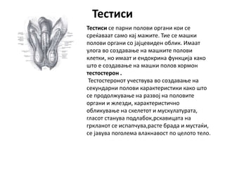 Тестиси
Тестиси се парни полови органи кои се
среќаваат само кај мажите. Тие се машки
полови органи со јајцевиден облик. Имаат
улога во создавање на машките полови
клетки, но имаат и ендокрина функција како
што е создавање на машки полов хормон
тестостерон .
Тестостеронот учествува во создавање на
секундарни полови карактеристики како што
се продолжување на развој на половите
органи и жлезди, карактеристично
обликување на скелетот и мускулатурата,
гласот станува подлабок,рскавицата на
гркланот се испапчува,расте брада и мустаќи,
се јавува поголема влакнавост по целото тело.
 