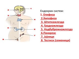 Ендокрин систем:
1. Епифиза
2.Хипофиза
3. Штитнажлезда
4. Граднажлезда
5. Надбубрежнажлезда
6.Панкреас
7. Јајници
8. Тестиси (семеници)
 