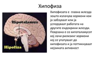 Хипофиза
Хипофизата е главна жлезда
зошто излачува хормони кои
ја забзуваат или ја
успоруваат работата на
другите ендокрини жлезди.
Поврзана е со хипоталамусот
кој лачи рилизинг хормони
кој се упатуваат до
хипофизата и ја поттикнуваат
нејзината активност
 
