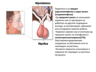 Поделена е на преден
(аденохипофиза) и заден резен
(неурохипофиза).
Од предниот резен се излачуваат
хормони кои се одговорни за
работата на другите ендокрини
жлезди, ја контролираат, убрзуваат
или успоруваат нивната работа.
Најважен хормон кој се излачува од
предниот резен на хипофизата е
соматотропниотхормон(СТХ).
Овој хормонпредизвикува
создавање на белковини што се
неопходни за растење.
Неговото правилно излачување е
најважно во периодот на растење
кај децата.
 