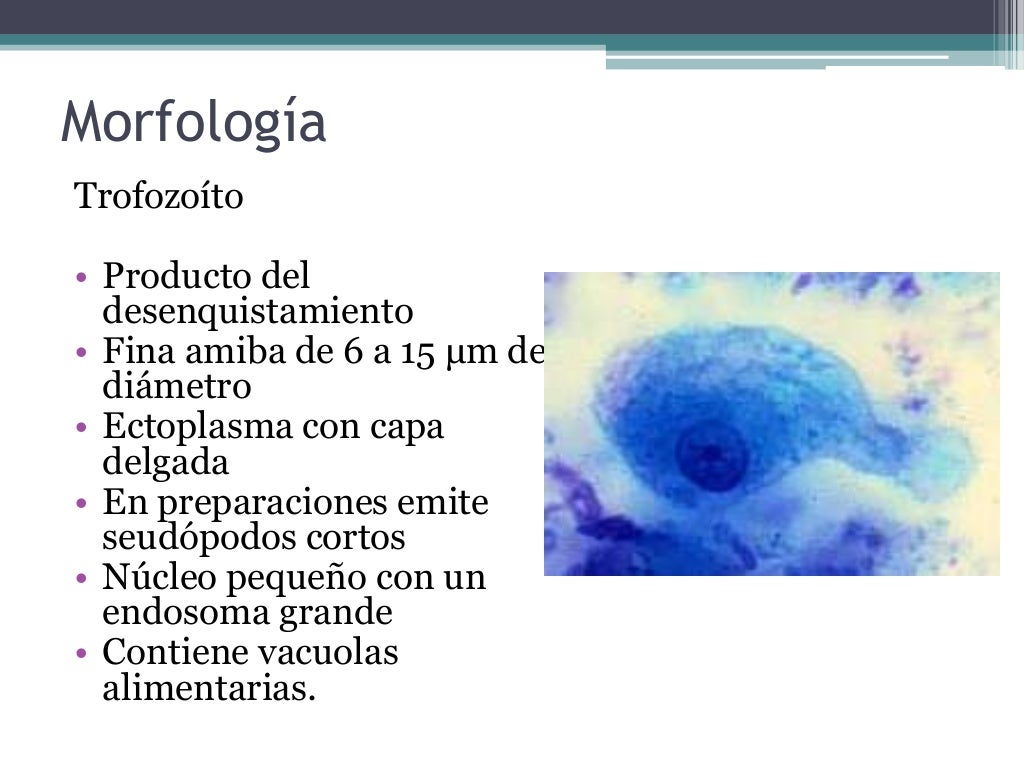 Endolimax Nana Sintomas E Tratamento Endolimax Nana Sintomas E Tratamento