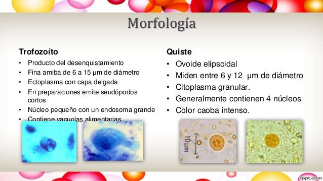 ENDOLIMAX NANA MORFOLOGIA EPUB ENDOLIMAX NANA MORFOLOGIA EPUB