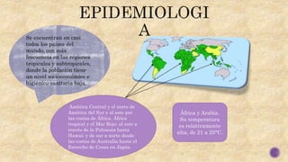 Se encuentran en casi
todos los países del
mundo, con más
frecuencia en las regiones
tropicales y subtropicales,
donde la población tiene
un nivel socioeconómico e
higiénico-sanitaria baja.
América Central y el norte de
América del Sur y al este por
las costas de África. África
tropical y el Mar Rojo; al este a
través de la Polinesia hasta
Hawai; y de sur a norte desde
las costas de Australia hasta el
Estrecho de Corea en Japón.
África y Arabia.
Su temperatura
es relativamente
alta, de 21 a 25°C.
 
