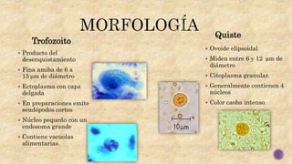 Trofozoito
Quiste
 Producto del
desenquistamiento
 Fina amiba de 6 a
15 μm de diámetro
 Ectoplasma con capa
delgada
 En preparaciones emite
seudópodos cortos
 Núcleo pequeño con un
endosoma grande
 Contiene vacuolas
alimentarias.
 Ovoide elipsoidal
 Miden entre 6 y 12 μm de
diámetro
 Citoplasma granular.
 Generalmente contienen 4
núcleos
 Color caoba intenso.
 