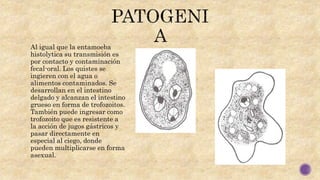 Al igual que la entamoeba
histolytica su transmisión es
por contacto y contaminación
fecal-oral. Los quistes se
ingieren con el agua o
alimentos contaminados. Se
desarrollan en el intestino
delgado y alcanzan el intestino
grueso en forma de trofozoitos.
También puede ingresar como
trofozoito que es resistente a
la acción de jugos gástricos y
pasar directamente en
especial al ciego, donde
pueden multiplicarse en forma
asexual.
 