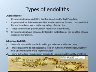 Endolithic Bacteria and the Search for Life on Mars: Insights from ...