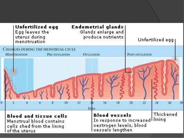 Engrosamiento del endometrio es peligroso