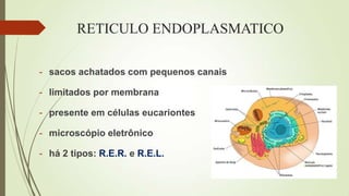 RETICULO ENDOPLASMATICO
- sacos achatados com pequenos canais
- limitados por membrana
- presente em células eucariontes
- microscópio eletrônico
- há 2 tipos: R.E.R. e R.E.L.
 