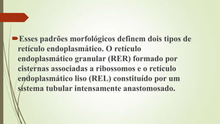 Esses padrões morfológicos definem dois tipos de
retículo endoplasmático. O retículo
endoplasmático granular (RER) formado por
cisternas associadas a ribossomos e o retículo
endoplasmático liso (REL) constituído por um
sistema tubular intensamente anastomosado.
 
