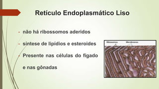 Retículo Endoplasmático Liso
- não há ribossomos aderidos
- síntese de lipídios e esteroides
- Presente nas células do fígado
e nas gônadas
 