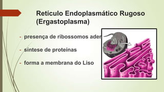 Retículo Endoplasmático Rugoso
(Ergastoplasma)
- presença de ribossomos aderidos
- síntese de proteínas
- forma a membrana do Liso
 