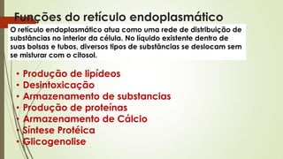 Funções do retículo endoplasmático
O retículo endoplasmático atua como uma rede de distribuição de
substâncias no interior da célula. No líquido existente dentro de
suas bolsas e tubos, diversos tipos de substâncias se deslocam sem
se misturar com o citosol.
• Produção de lipídeos
• Desintoxicação
• Armazenamento de substancias
• Produção de proteínas
• Armazenamento de Cálcio
• Síntese Protéica
• Glicogenolise
 