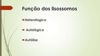 Função dos lisossomos
Heterofagica
 Autofágica
Autólise
 