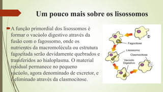 Um pouco mais sobre os lisossomos
A função primordial dos lisossomos é
formar o vacúolo digestivo através da
fusão com o fagossomo, onde os
nutrientes da macromolécula ou estrutura
fagocitada serão devidamente quebrados e
transferidos ao hialoplasma. O material
residual permanece no pequeno
vacúolo, agora denominado de excretor, e
é eliminado através da clasmocitose.
 