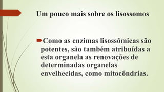 Um pouco mais sobre os lisossomos
Como as enzimas lisossômicas são
potentes, são também atribuídas a
esta organela as renovações de
determinadas organelas
envelhecidas, como mitocôndrias.
 