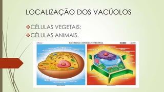 LOCALIZAÇÃO DOS VACÚOLOS
CÉLULAS VEGETAIS;
CÉLULAS ANIMAIS.
 