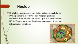 Núcleo
O núcleo é responsável por todas as funções celulares.
Principalmente o controle das reações químicas
celulares. É no núcleo das célula. que está localizado o
DNA. E o núcleo tem a função de armazenar todas as
informações genéticas
 