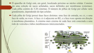  O aparelho de Golgi está, em geral, localizado próximo ao núcleo celular. Consiste
em uma coleção de sacos achatados, sacos definidos por membranas (cisternas).
Cada pilha contém de 3-20 cisternas. O número de pilhas de Golgi por célula varia
grandemente, dependendo do tipo celular;
 Cada pilha de Golgi possui duas faces distintas: uma face de entrada, ou cis, e uma
face de saída, ou trans. A face cis é adjacente ao RE, e a face trans aponta em direção
à membrana plasmática. A cisterna mais externa de cada face está conectada a uma
rede de vesículas e tubos membranosos interconectados.
 