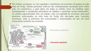  Em células secretoras, as vias regulada e constitutiva da exocitose divergem na rede
trans de Golgi. Muitas proteínas solúveis são continuamente secretadas pela célula
pela via constitutiva, a qual opera em todas as células. Essa via também supre
continuamente a membrana plasmática de lipídeos e proteínas recém-sintetizados.
As células especializadas têm, em adição, uma via regulada de exocitose, pela qual
proteínas selecionadas na rede trans de Golgi são desviadas para vesículas
secretoras, onde as proteínas são concentradas e armazenadas até que um sinal
extracelular estimule sua secreção.
• Secreção constitutiva
• Secreção regulada
 