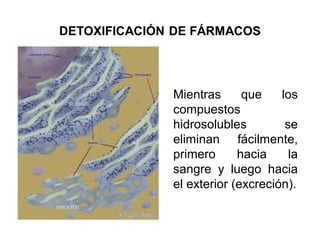 Mientras que los
compuestos
hidrosolubles se
eliminan fácilmente,
primero hacia la
sangre y luego hacia
el exterior (excreción).
 