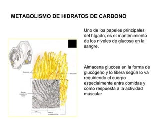 Uno de los papeles principales
del hígado, es el mantenimiento
de los niveles de glucosa en la
sangre.
Almacena glucosa en la forma de
glucógeno y lo libera según lo va
requiriendo el cuerpo
especialmente entre comidas y
como respuesta a la actividad
muscular
METABOLISMO DE HIDRATOS DE CARBONO
 