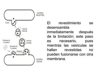 El revestimiento se
desensambla
inmediatamente después
de la brotación; este paso
es necesario, pues
mientras las vesículas se
hallan revestidas no
pueden fusionarse con otra
membrana.
 