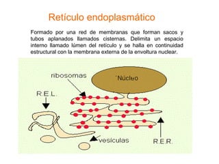 Retículo endoplasmático
Formado por una red de membranas que forman sacos y
tubos aplanados llamados cisternas. Delimita un espacio
interno llamado lúmen del retículo y se halla en continuidad
estructural con la membrana externa de la envoltura nuclear.
 