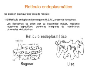 Se pueden distinguir dos tipos de retículo:
1.El Retículo endoplasmático rugoso (R.E.R.), presenta ribosomas.
Los ribosomas se unen por su subunidad mayor, mediante
receptores específicos, proteínas integrales de membranas
cisternales riboforinas.
 