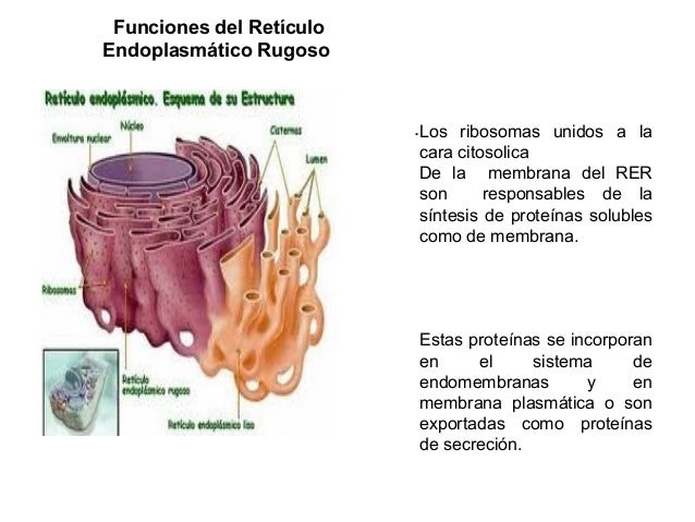 Para Que Sirve El Reticulo Endoplasmatico Rugoso
