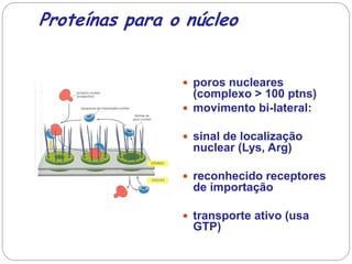 Proteínas para o núcleo 
poros nucleares (complexo > 100 ptns) 
movimento bi-lateral: 
sinal de localização nuclear (Lys, Arg) 
reconhecido receptores de importação 
transporte ativo (usa GTP)  