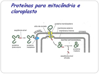 Proteínas para mitocôndria e cloroplasto  