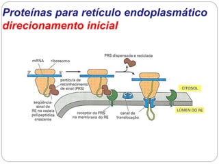 Proteínas para retículo endoplasmático direcionamento inicial  