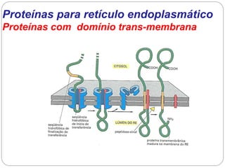 Proteínas para retículo endoplasmático Proteínas com domínio trans-membrana  