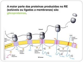 A maior parte das proteínas produzidas no RE (solúveis ou ligadas a membranas) são glicoproteínas. 
 