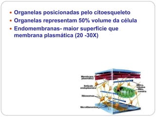 Organelas posicionadas pelo citoesqueleto 
Organelas representam 50% volume da célula 
Endomembranas- maior superfície que membrana plasmática (20 -30X) 
 