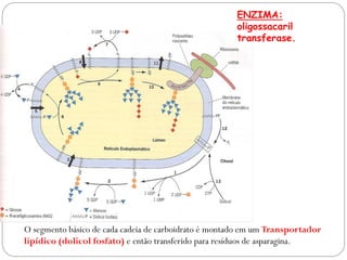 ENZIMA: 
oligossacaril 
transferase. 
O segmento básico de cada cadeia de carboidrato é montado em um Transportador lipídico (dolicol fosfato) e então transferido para resíduos de asparagina.  