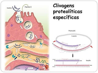 Clivagens proteolíticas específicas  