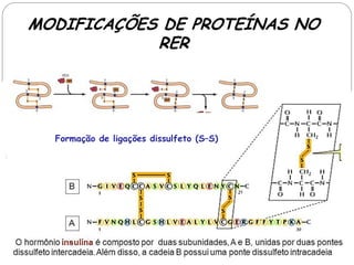 MODIFICAÇÕES DE PROTEÍNAS NO RER 
Formação de ligações dissulfeto (S–S)  