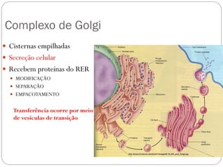 Complexo de Golgi 
Cisternas empilhadas 
Secreção celular 
Recebem proteínas do RER 
MODIFICAÇÃO 
SEPARAÇÃO 
EMPACOTAMENTO 
Transferência ocorre por meio de vesículas de transição 
 
