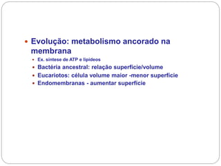 Evolução: metabolismo ancorado na membrana 
Ex. síntese de ATP e lipídeos 
Bactéria ancestral: relação superfície/volume 
Eucariotos: célula volume maior -menor superfície 
Endomembranas - aumentar superfície  