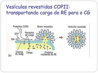 Vesículas revestidas COPII: transportando carga do RE para o CG  