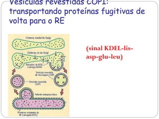 Vesículas revestidas COPI: transportando proteínas fugitivas de volta para o RE 
(sinal KDEL-lis- asp-glu-leu)  