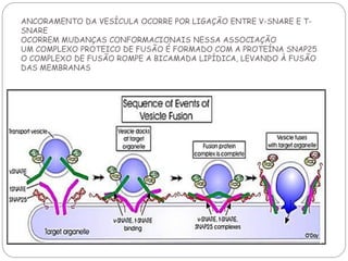 ANCORAMENTO DA VESÍCULA OCORRE POR LIGAÇÃO ENTRE V-SNARE E T- SNARE OCORREM MUDANÇAS CONFORMACIONAIS NESSA ASSOCIAÇÃO UM COMPLEXO PROTEICO DE FUSÃO É FORMADO COM A PROTEÍNA SNAP25 O COMPLEXO DE FUSÃO ROMPE A BICAMADA LIPÍDICA, LEVANDO À FUSÃO DAS MEMBRANAS  