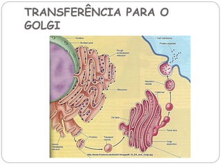 TRANSFERÊNCIA PARA O GOLGI  